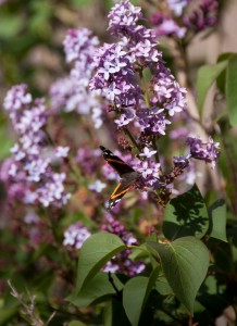 Butterfly on lilac bush, near the North Fork of the Big Thompson River, Larimer County, Drake, Colorado, USA