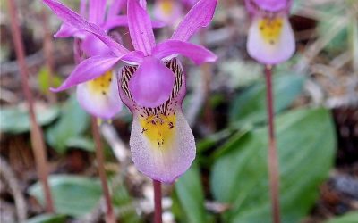Amazing Orchids